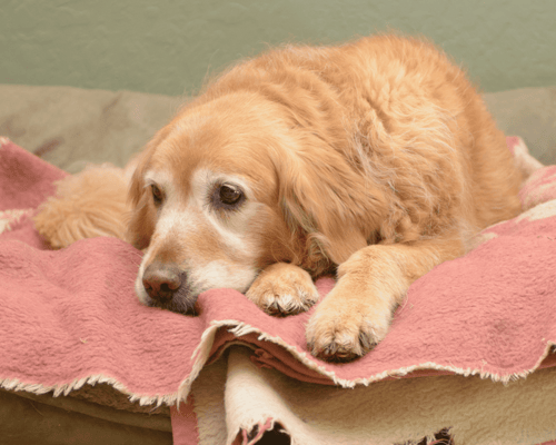 old dog with vestibular disease