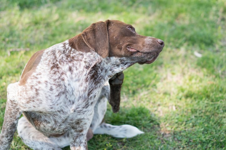 A dog constantly scratching