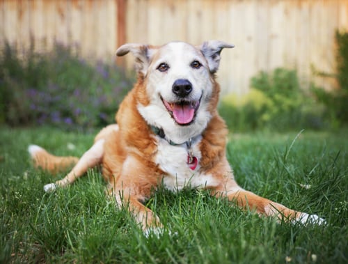 A Senior Dog Laying In The Grass In A Backyard Smiling At The Camera