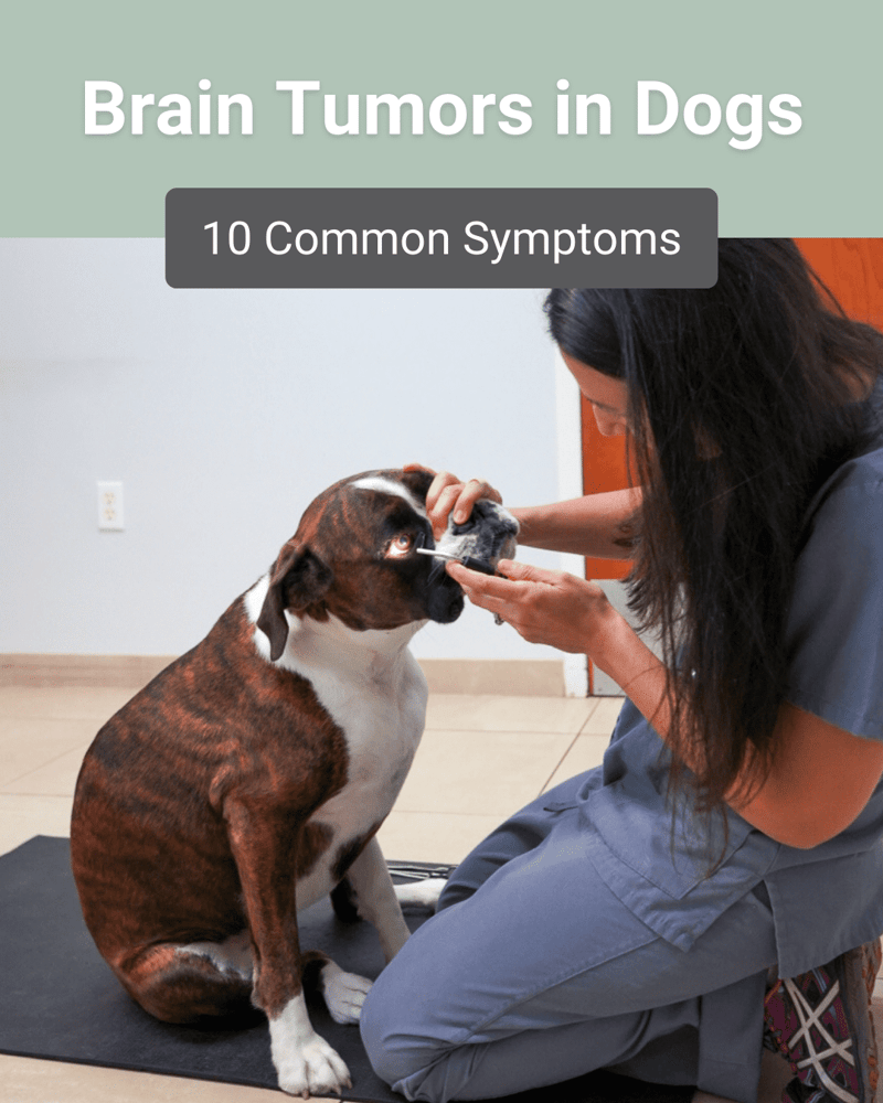 symptoms of brain tumor in dogs