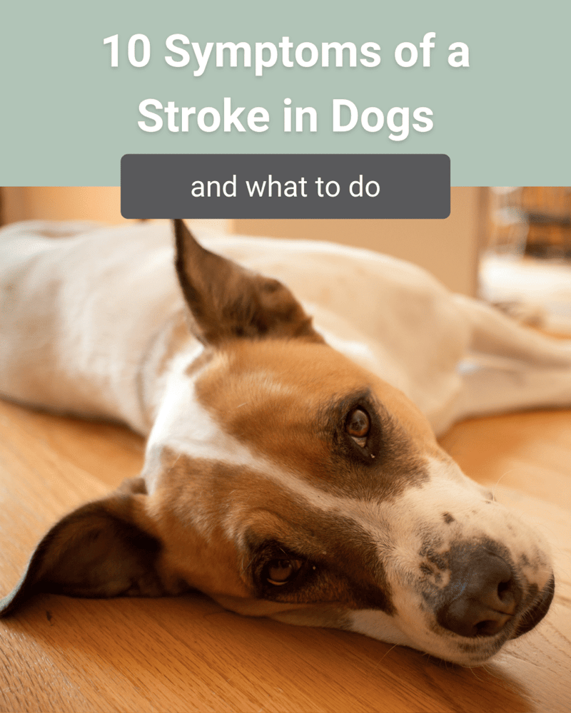 symptoms of stroke in dogs