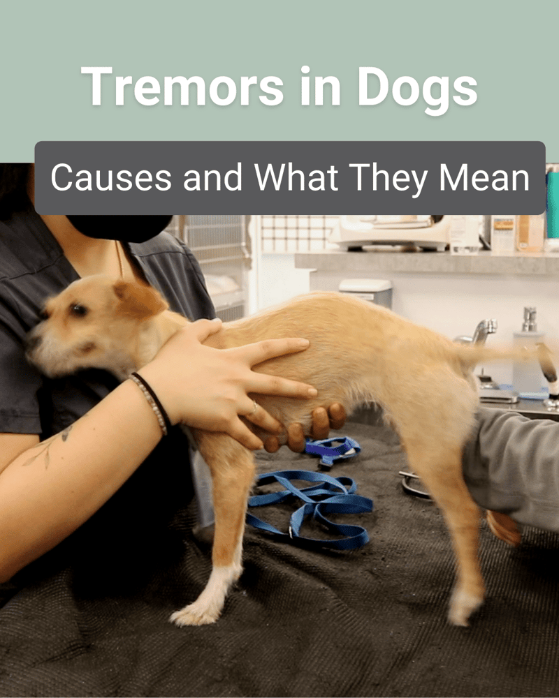 tremors in dogs