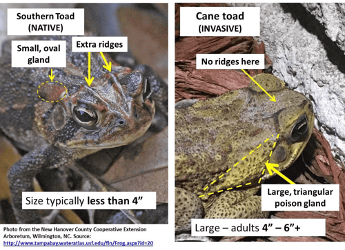 Types Of Toads