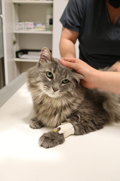 vestibular disease in cats head tilt