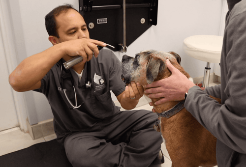 examining dog for trigeminal neuritis