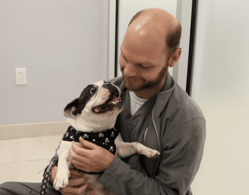 vet with brachycephalic dog