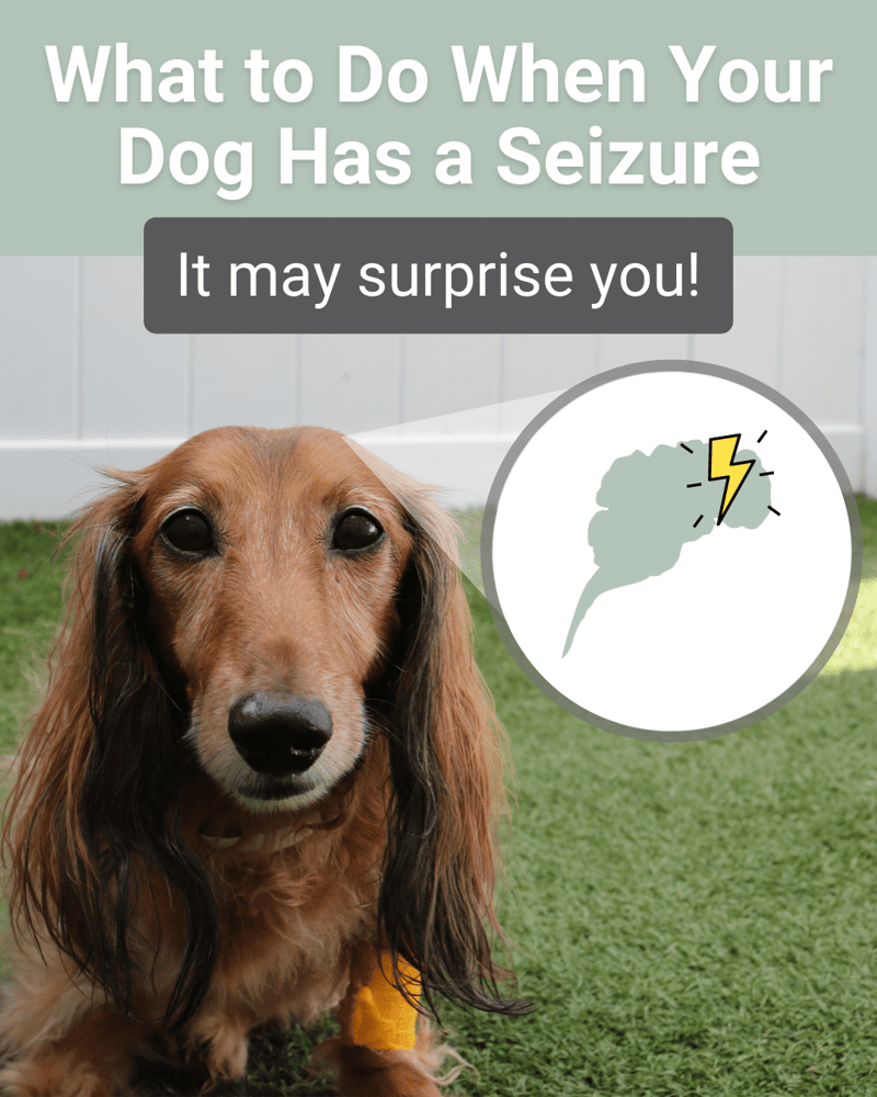 What To Do When Dog Has A Seizure