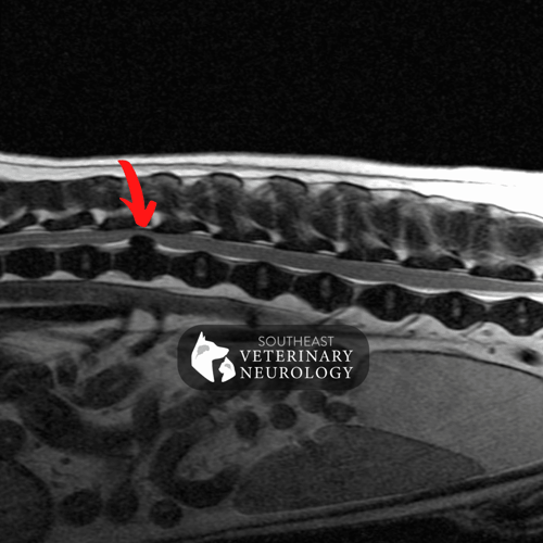 x-ray of dog herniated disc