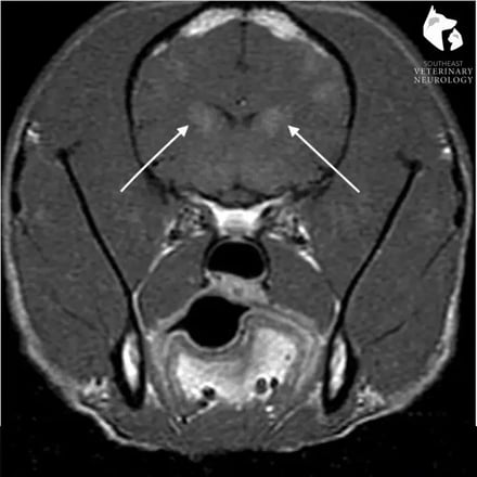 MRI-of-Reillys-head-square-