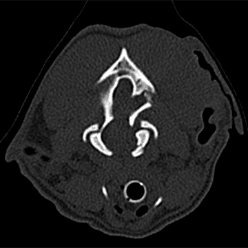 case-study-milo-mri-1-1