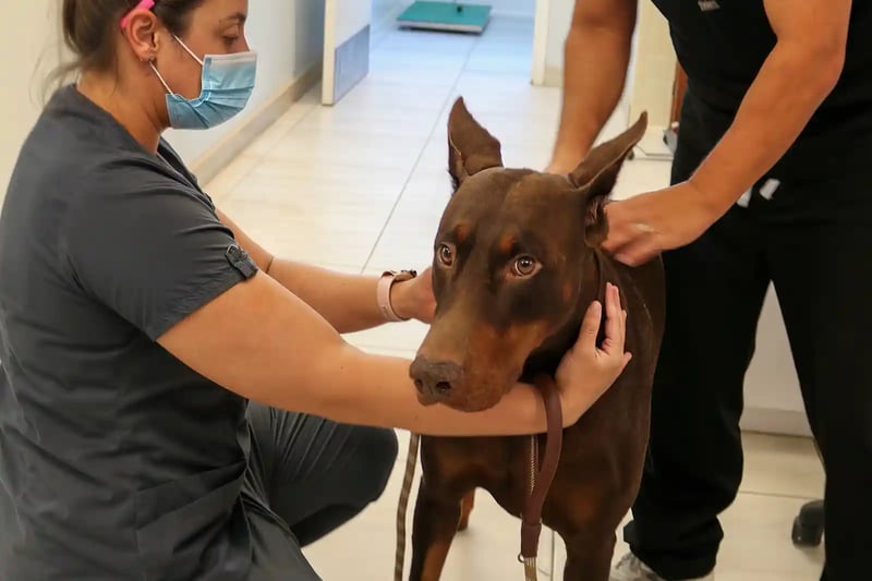 doberman with disc-associated wobblers in dogs