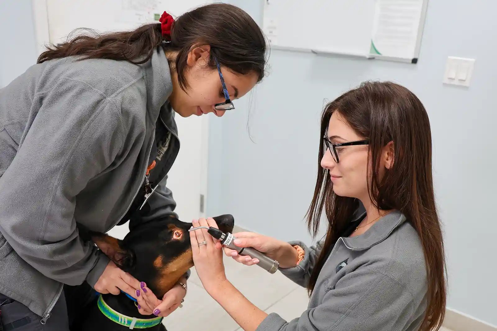 Dr. Thibault examines a Doberman Pincher for wobblers in dogs