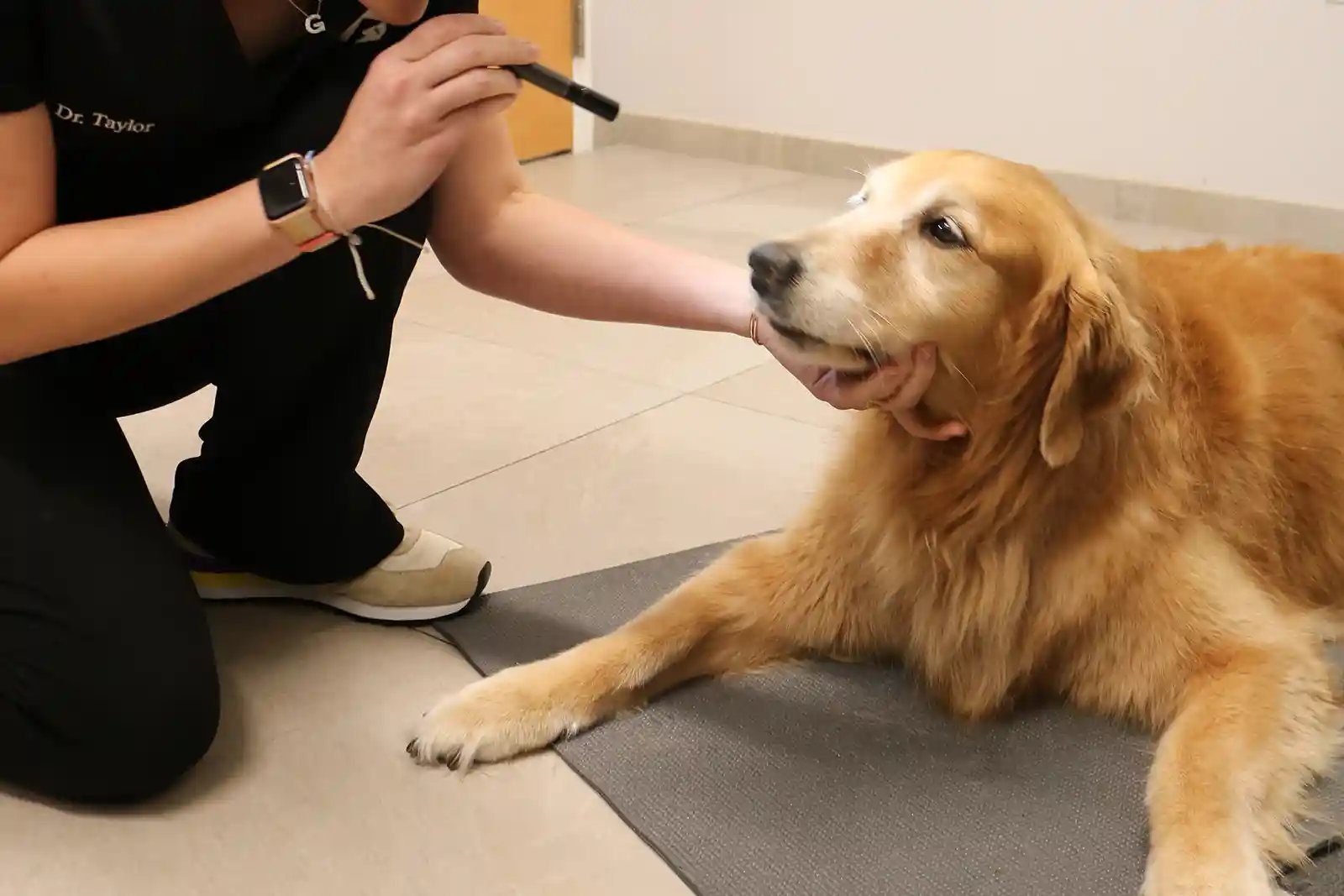 dog with dementia having an exam at the neurologist