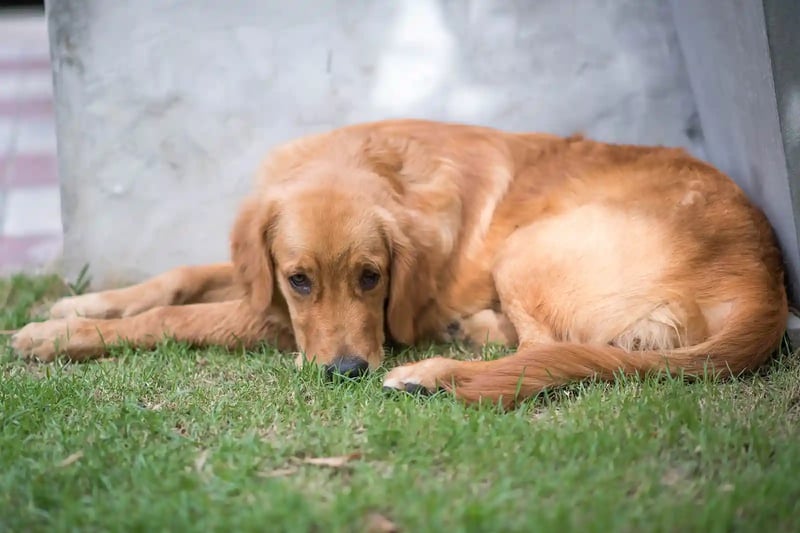 Why Is My Dog Lethargic? 5 Neurological Reasons | Southeast Veterinary ...