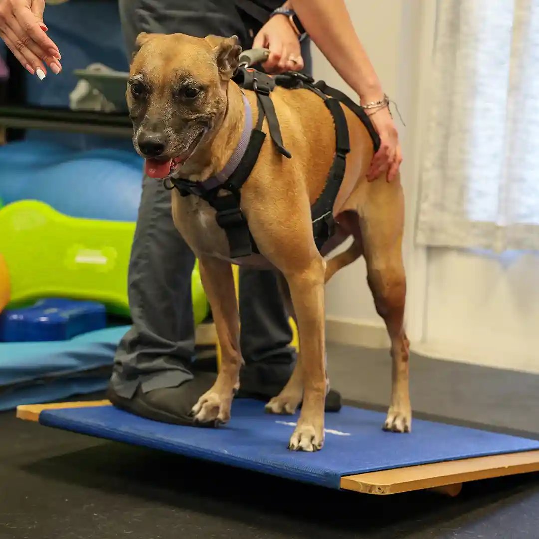 perro en tabla basculante durante terapia de rehabilitación física