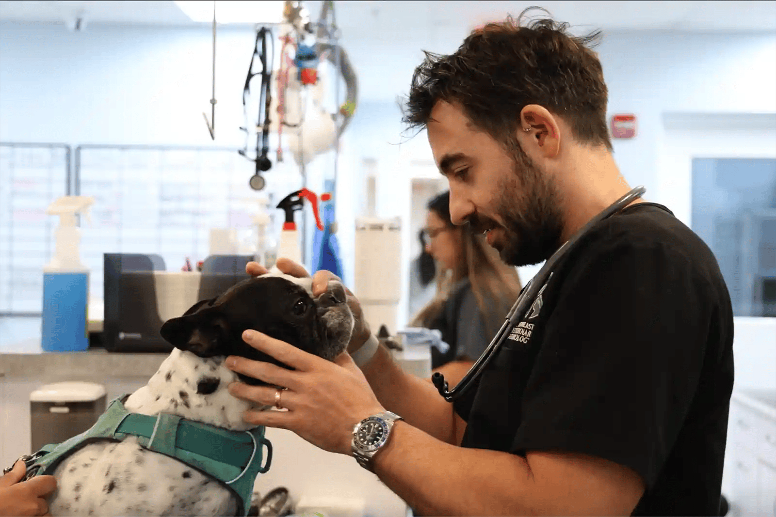 Veterinary neurologist checking patient for facial paralysis in dogs