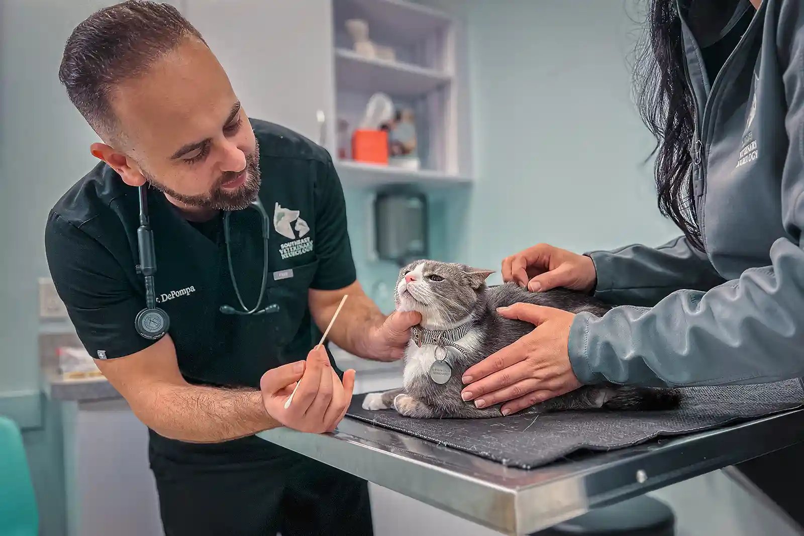 Neurologist exams cat for neurological disorders