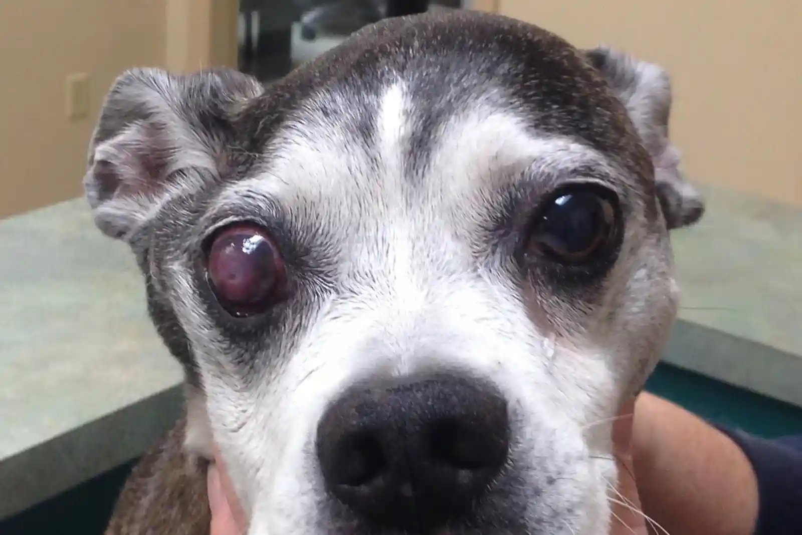 A patient presents to SEVN with a corneal ulcer, a sign of trigeminal nerve sheath tumors in dogs.