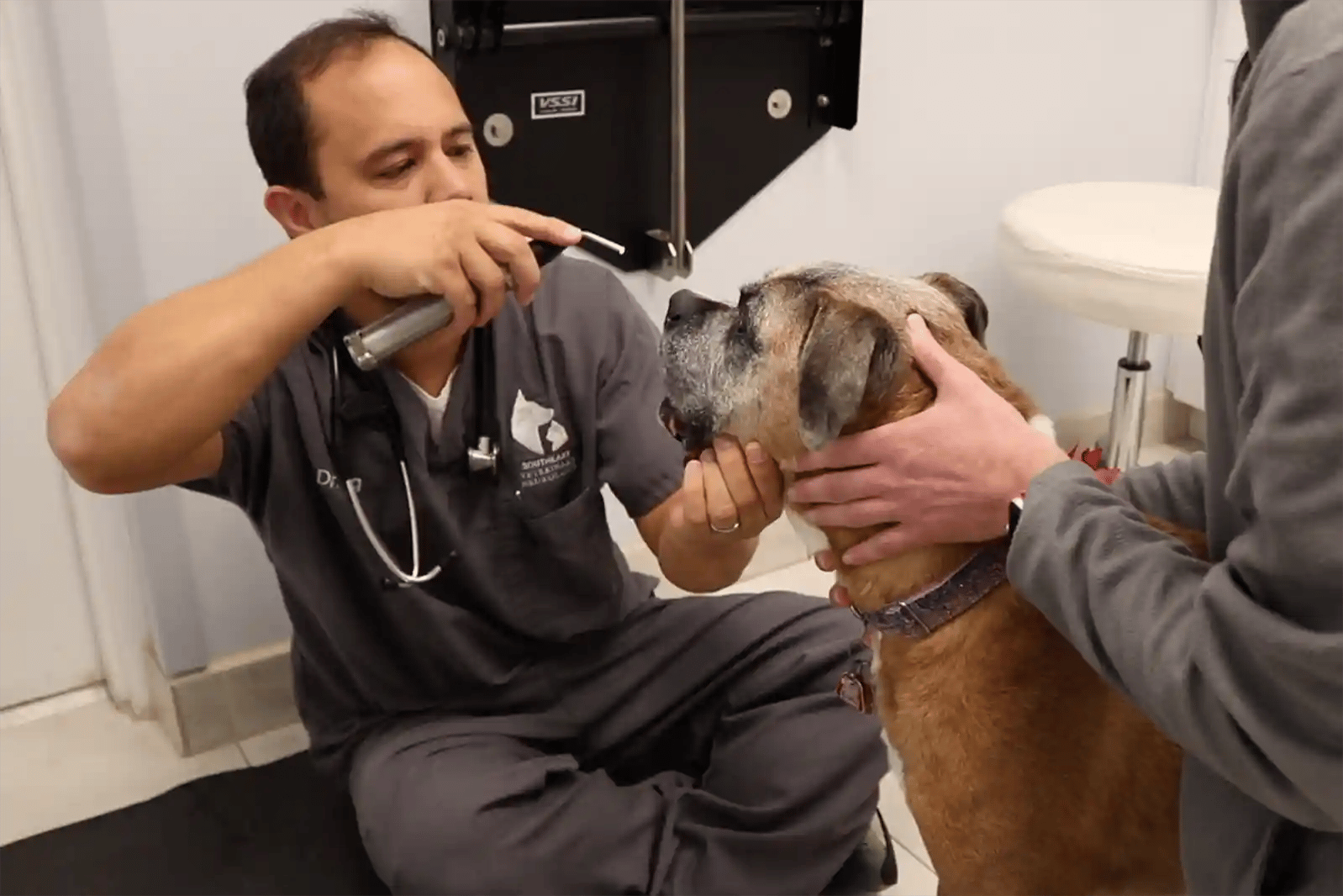 SEVN veterinary neurologist Dr. Wong examines a patient for trigeminal neuritis in dogs.