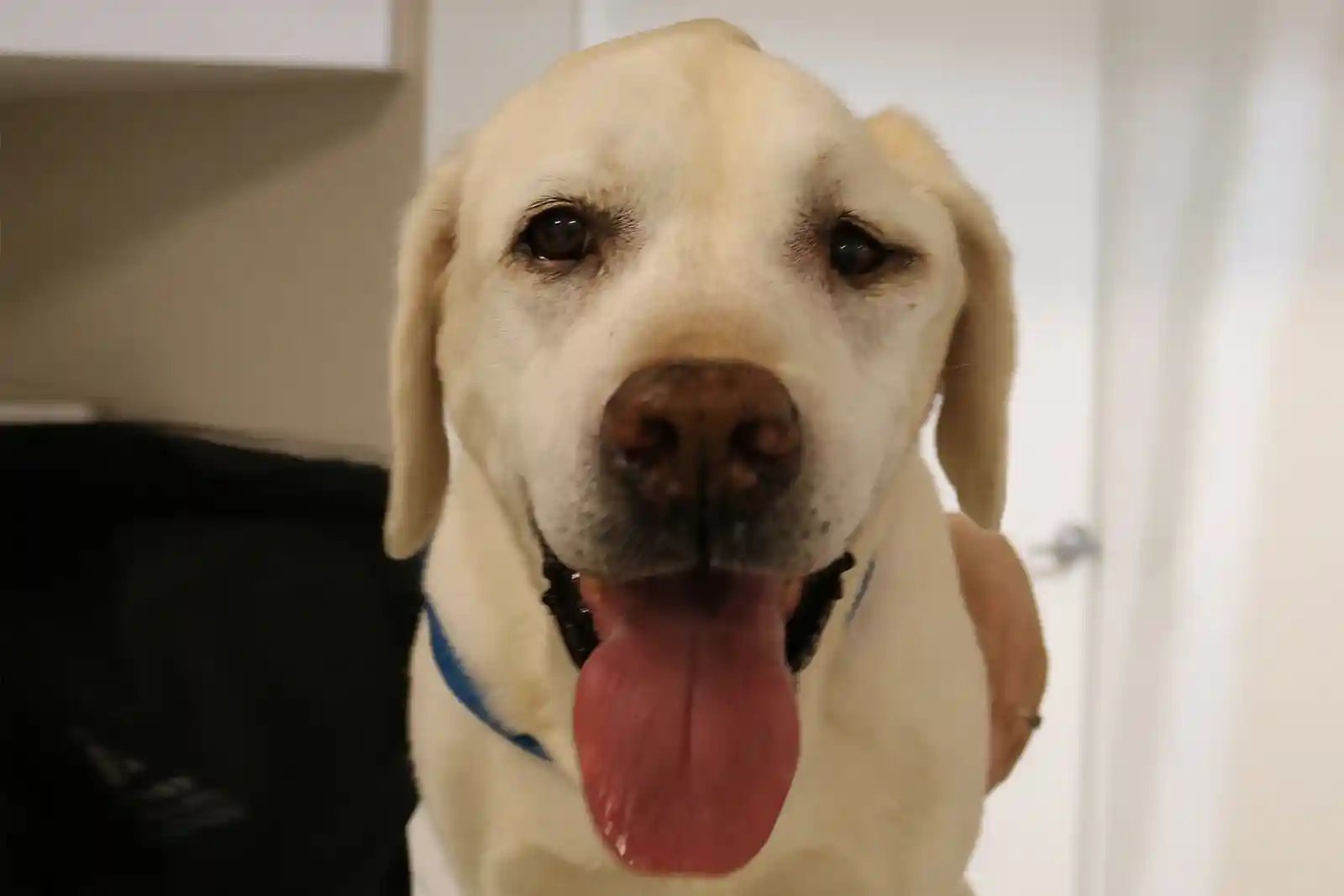 A lab presents to SEVN for evaluation of unilateral masticatory muscle atrophy, commonly associated with trigeminal nerve sheath tumors in dogs.