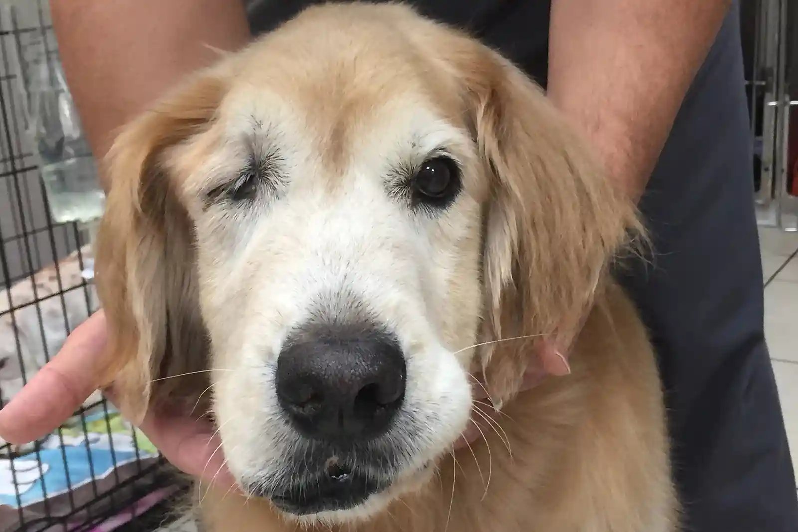 A golden retriever presents to SEVN with unilateral masticatory muscle atrophy, a common sign of a trigeminal nerve sheath tumor in dogs.