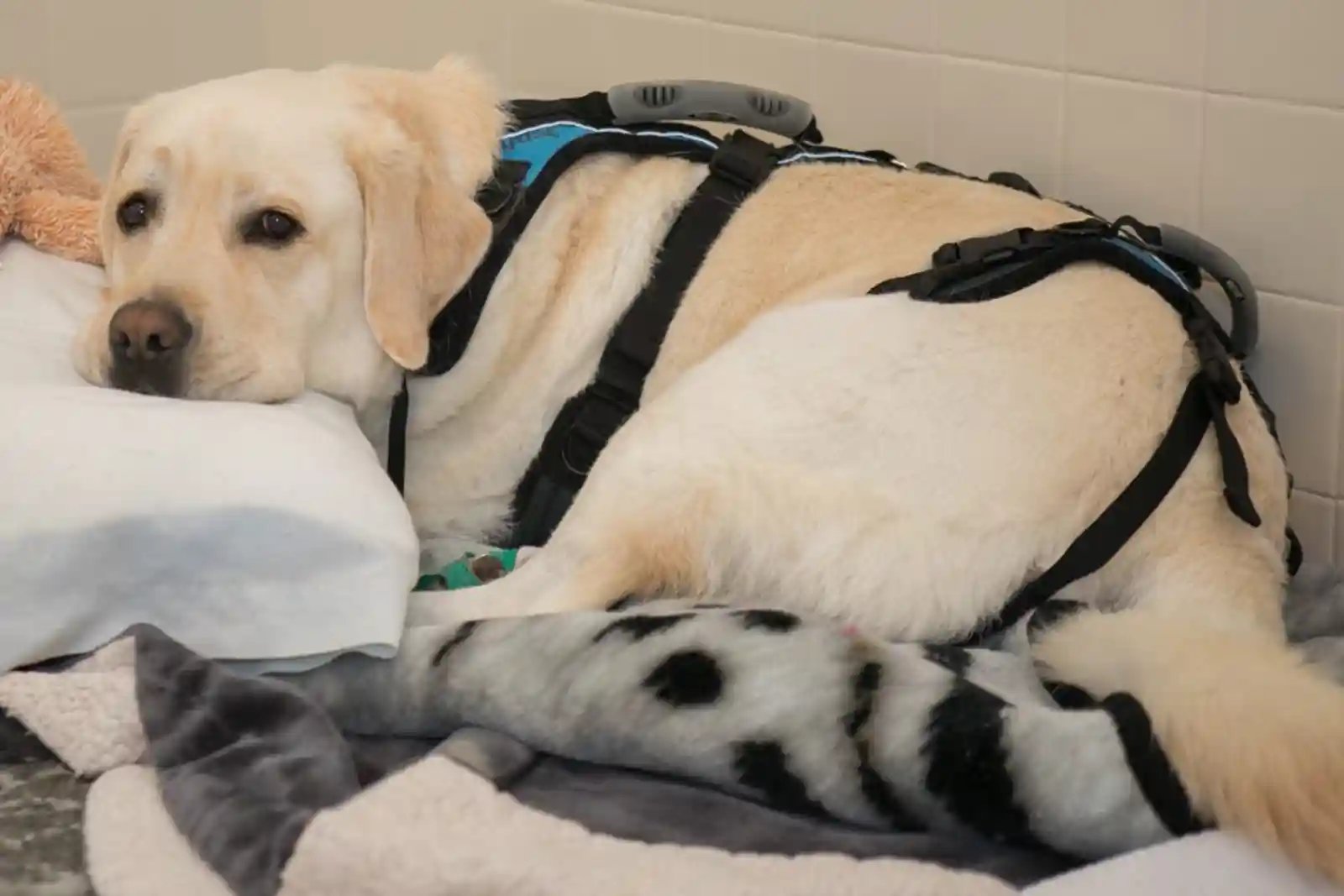 a lab rests, unable to walk due to annpe in dogs