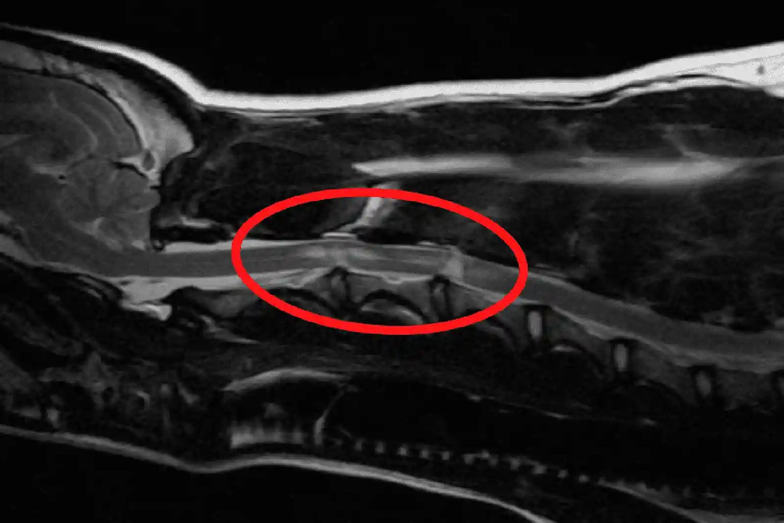 mri showing annpe in dogs