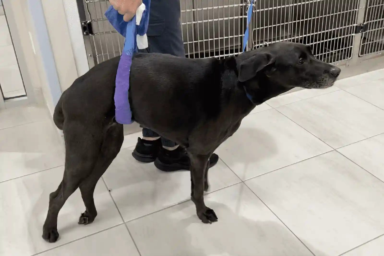 a dog with annpe walks assisted by a sling