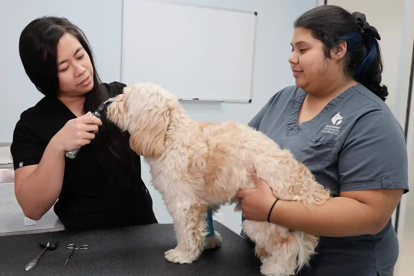 veterinarians-treating-annpe-in-dog