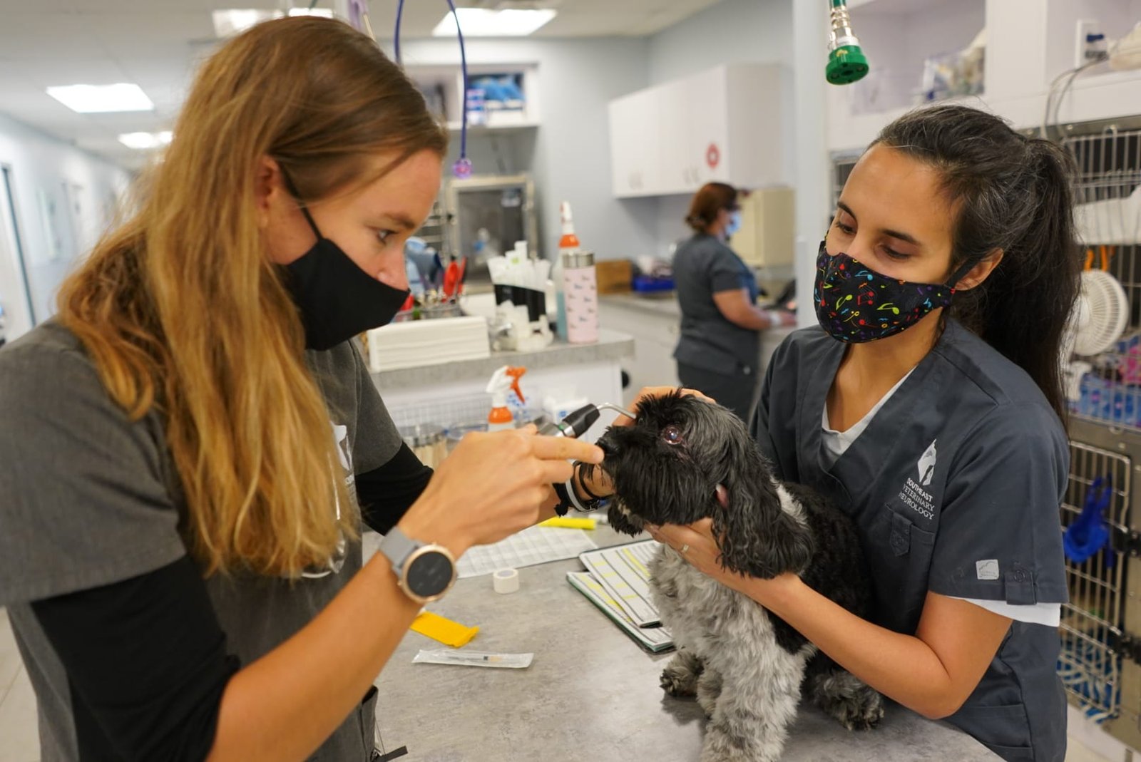 A neuro exam is performed on a dog that came into contact with toxins that cause seizures in dogs