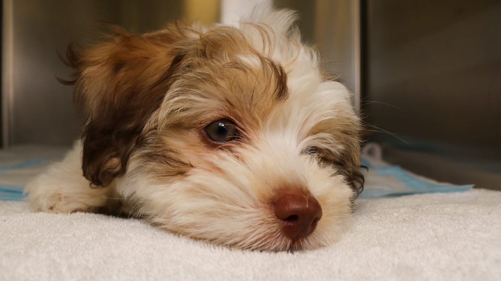 All about toxins that cause seizures in dogs