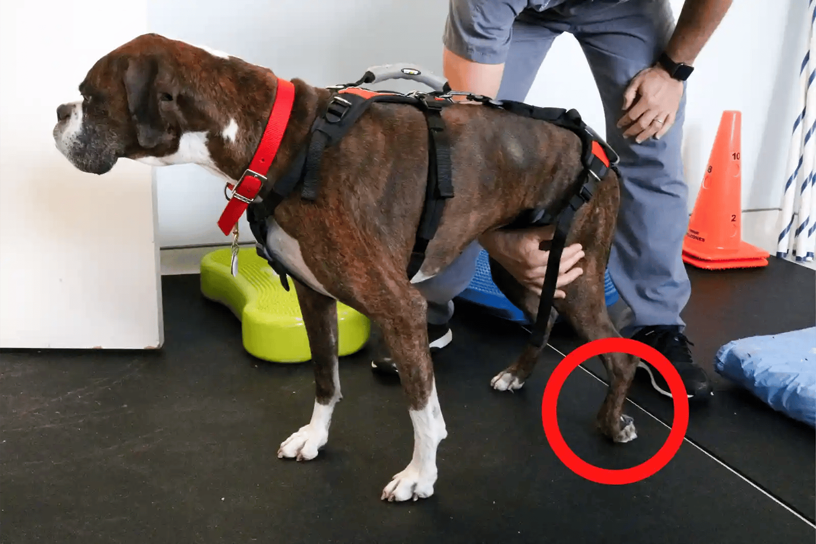Boxer showing signs of knuckling in dogs