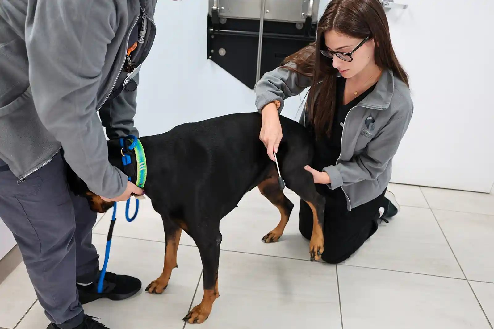 SEVN Neurologist Dr. Thibault examining a dog for knuckling