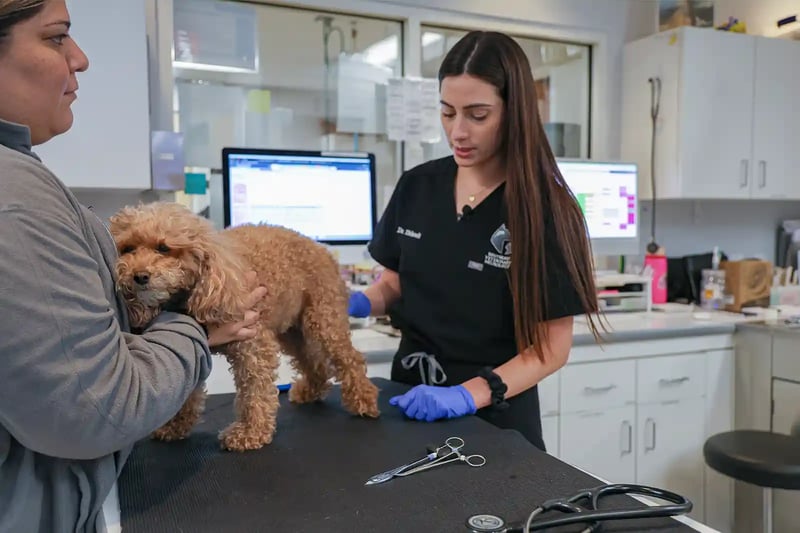 A veterinary neurologist performs a neurological exam for knuckling in dogs