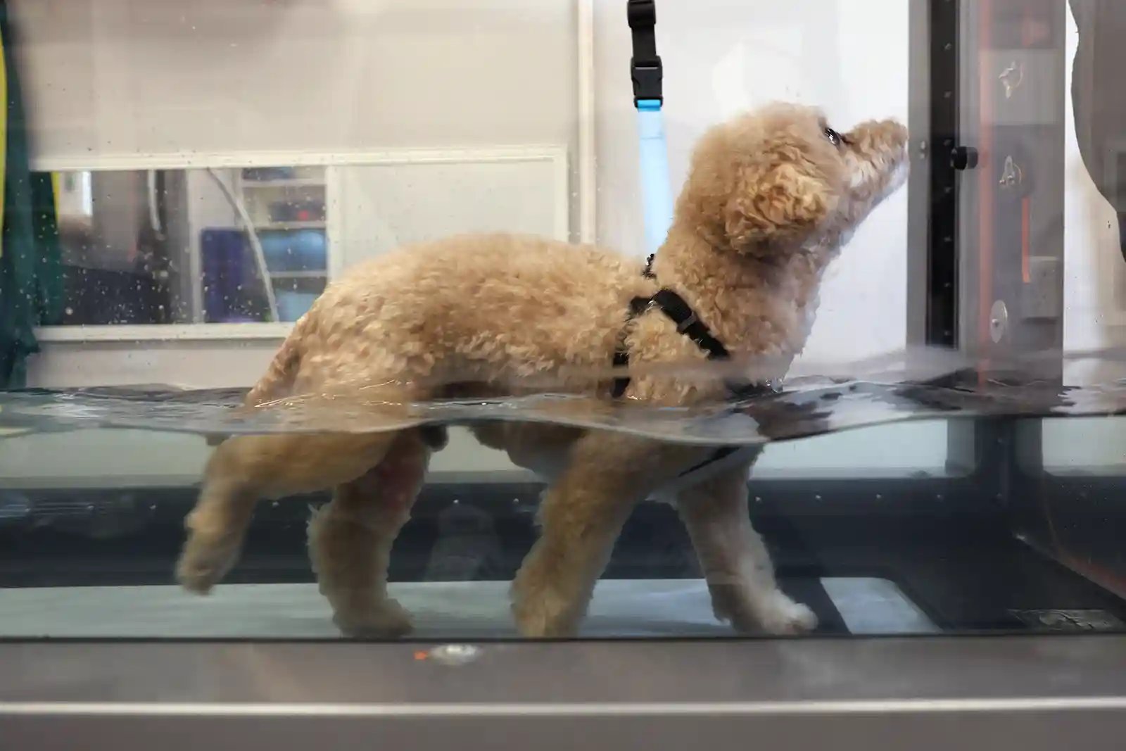 Dog using underwater treadmill to treat knuckling in dogs