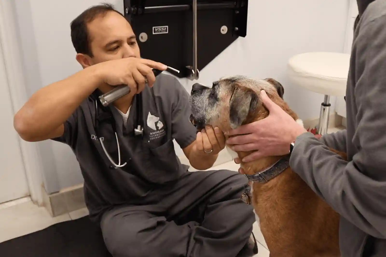 A veterinary neurologist examines a patient with signs of arthritis in dogs for IVDD