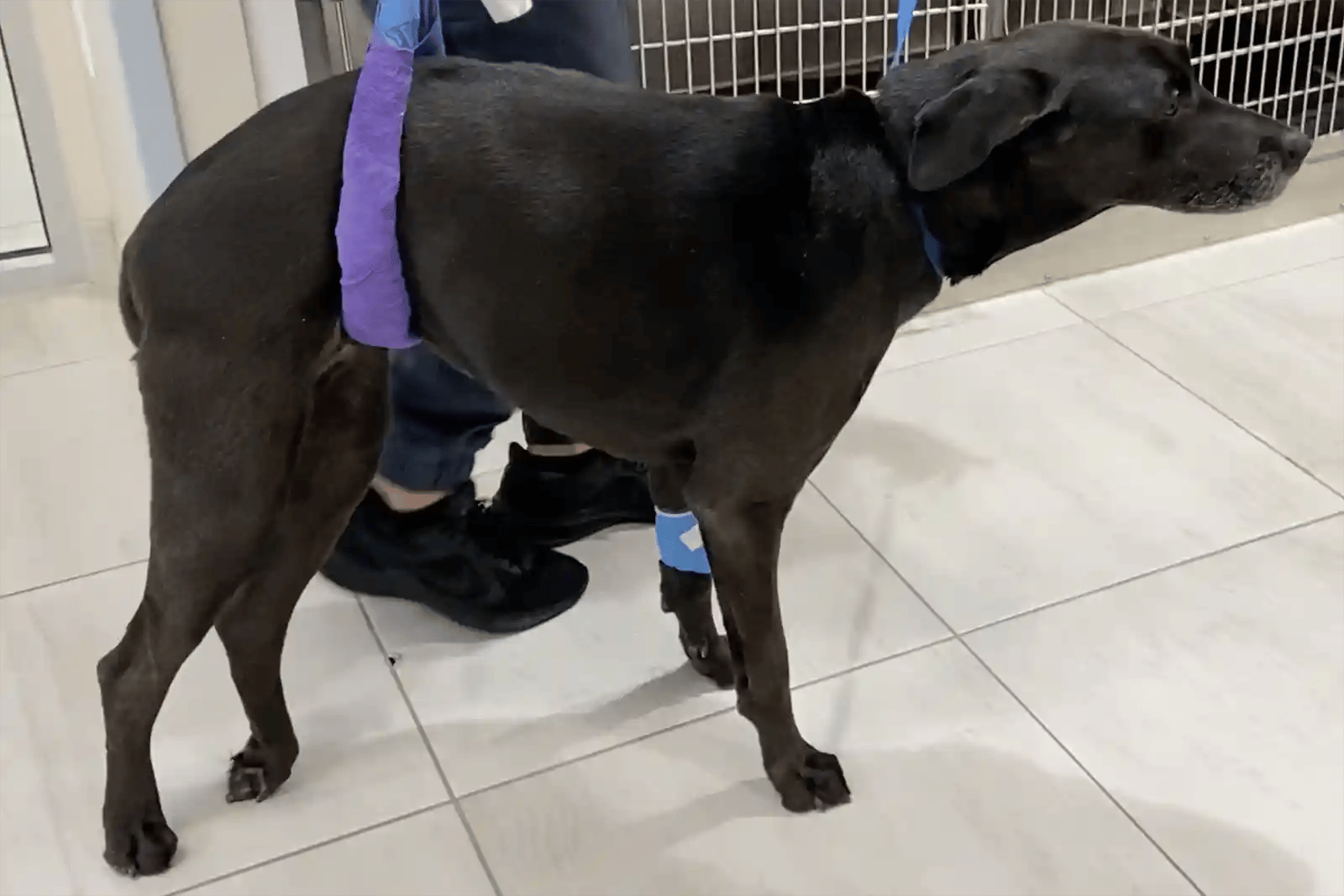 signs-of-arthritis-in-dogs-vs-ivdd