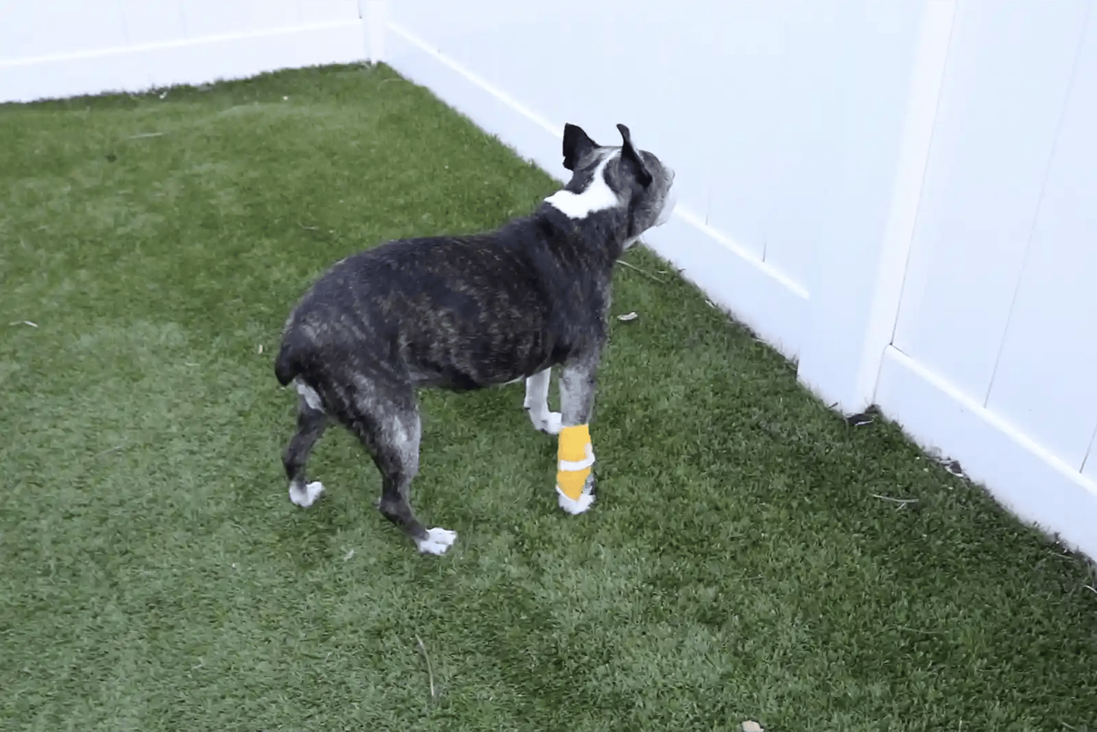 A Boston terrier seems lost as he presents to SEVN for behavior changes in dogs.