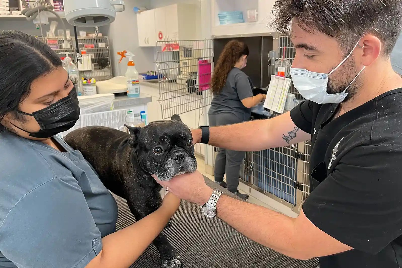 A SEVN veterinary neurologist examines a patient for botulism in dogs.