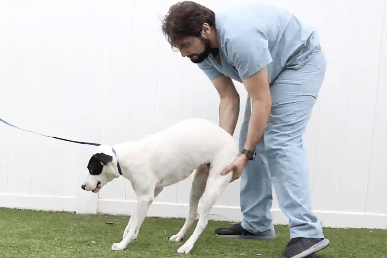 A SEVN veterinary technician assists a patient with rear limb weakness from botulism in dogs.