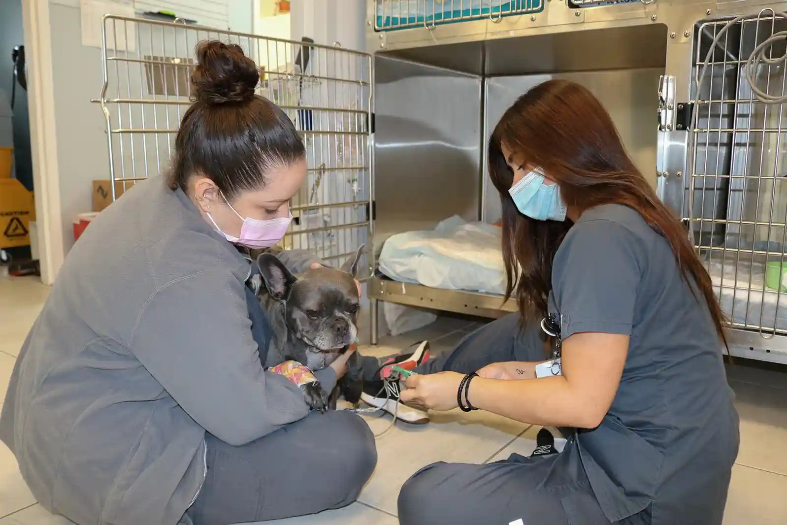 SEVN veterinary staff treat a patient for botulism in dogs.