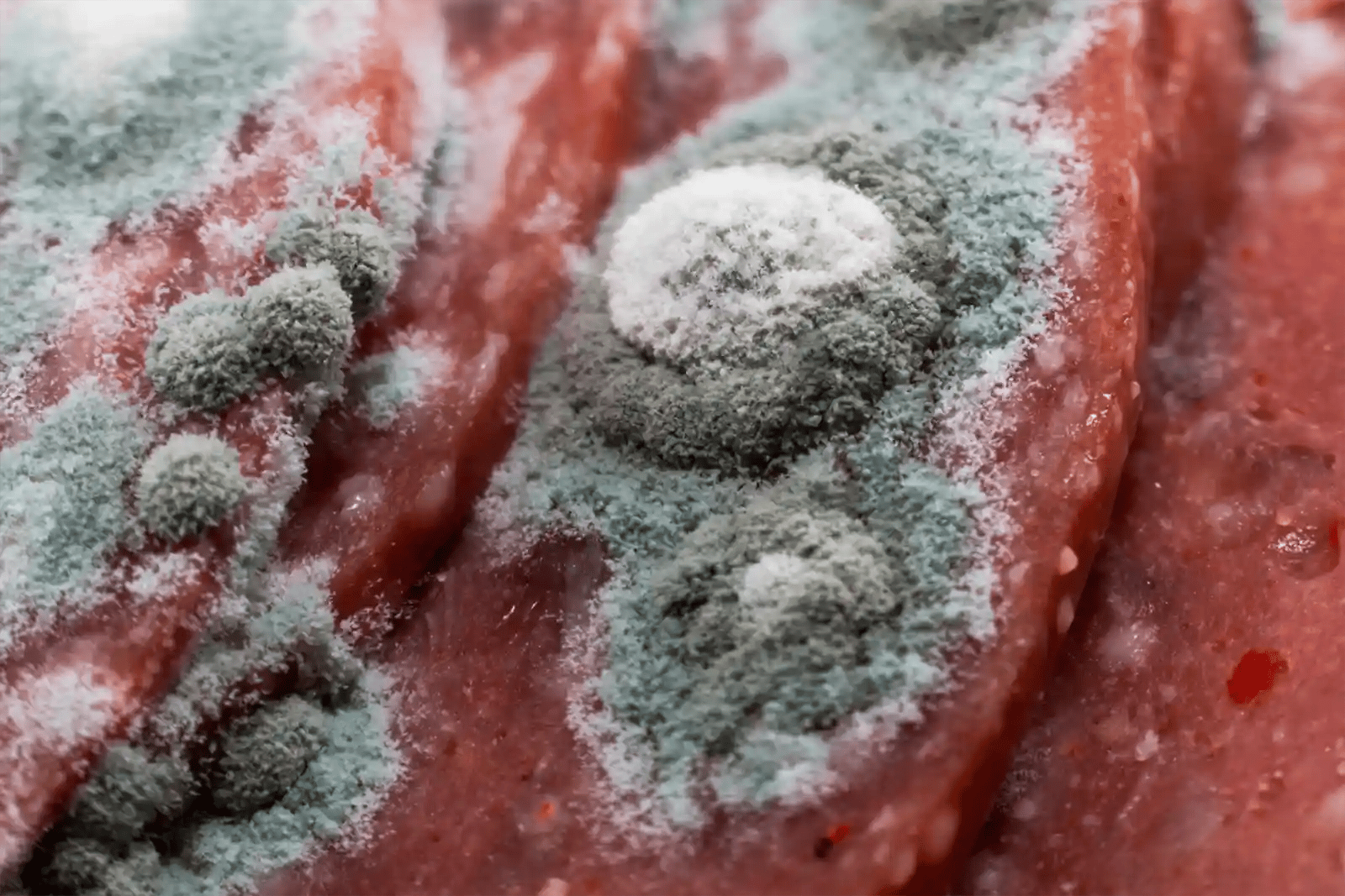 Botulism in dogs
