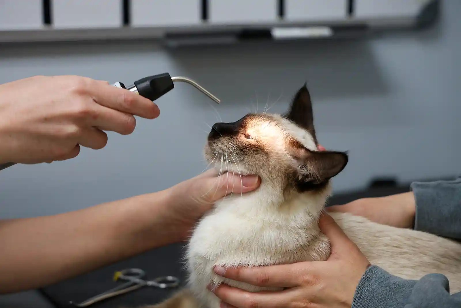 cat having an exam for fip treatment