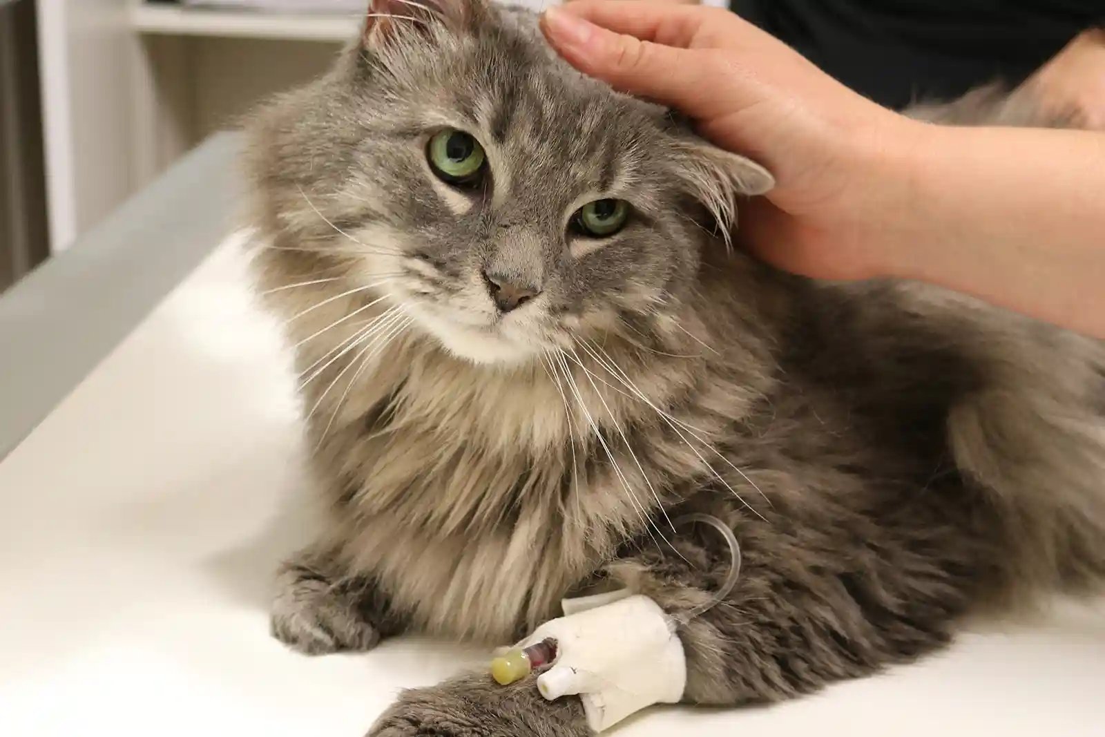 cat receiving fip treatment