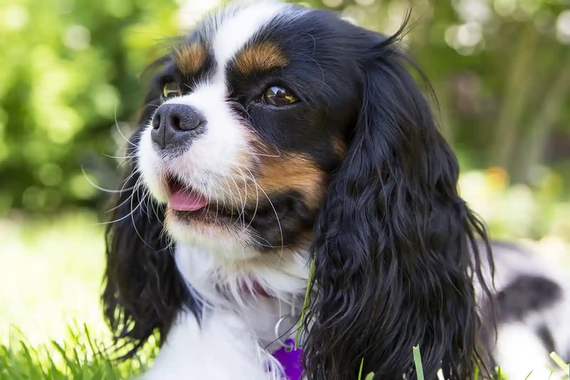 Cavalier King Charles Spaniel