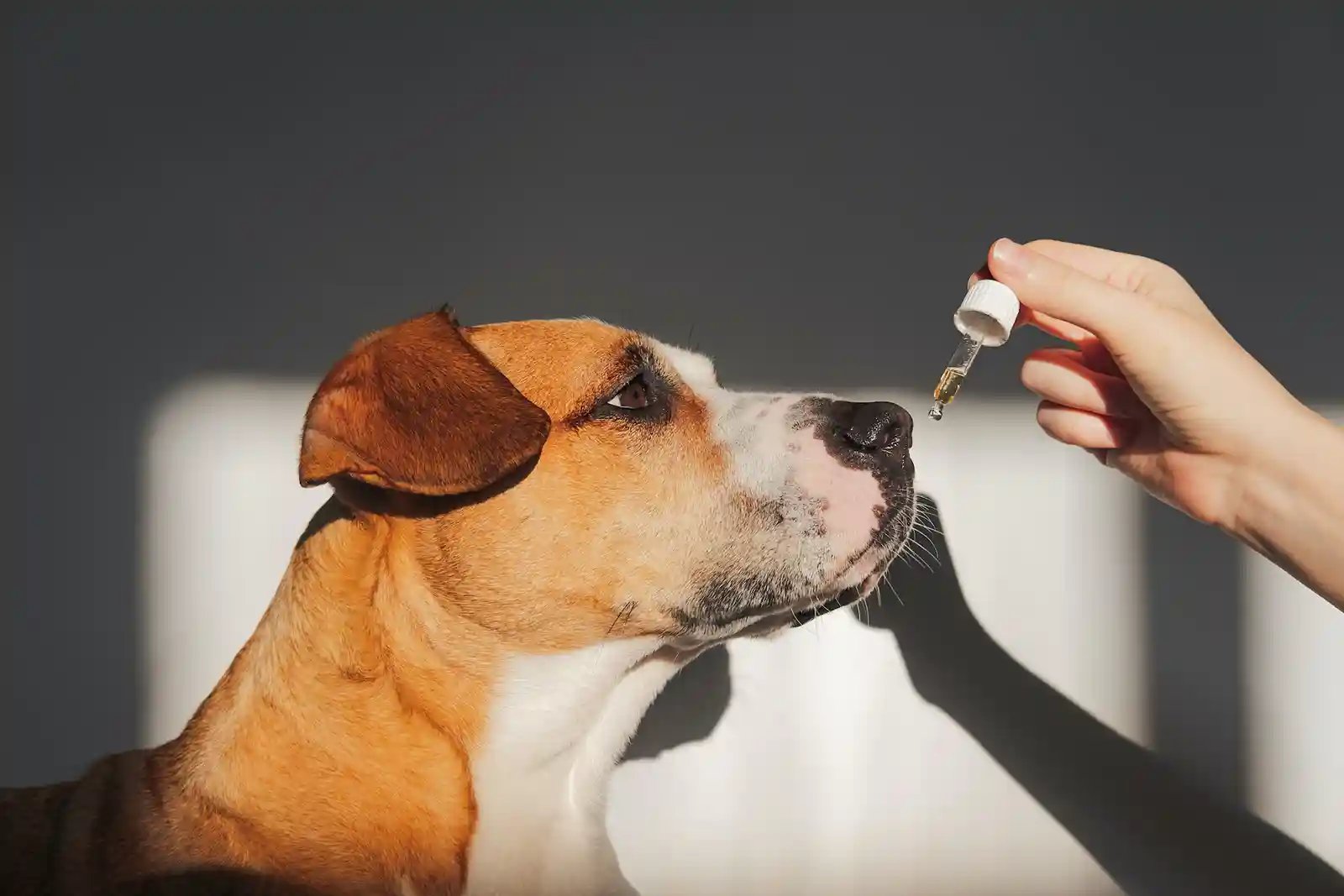 A dog receiving CBD oil for seizures