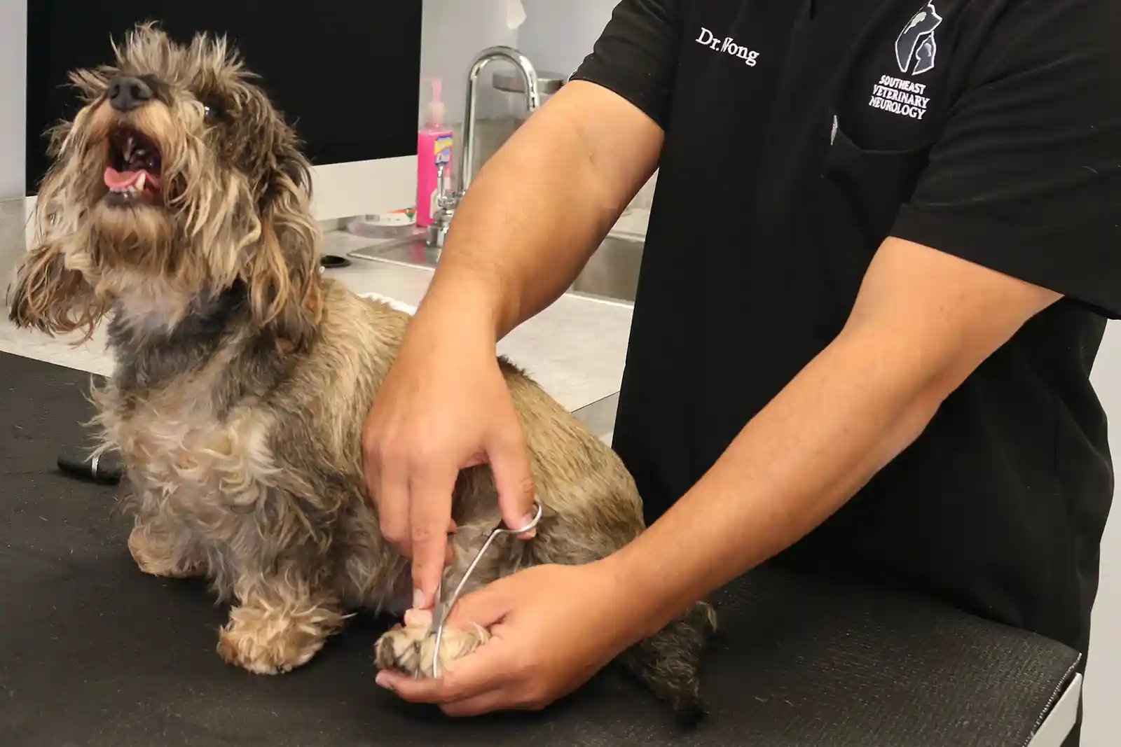 testing for deep pain perception in a dog's toes to access the severity of ivdd and risk of myelomalacia