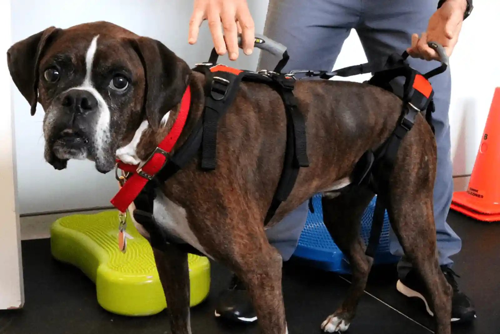 boxer with degenerative myelopathy