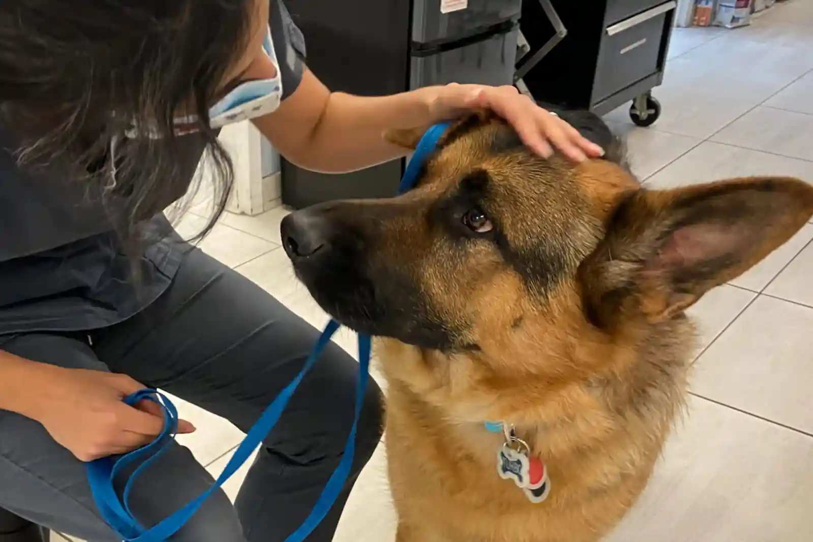 German shepherd dog with degenerative myelopathy