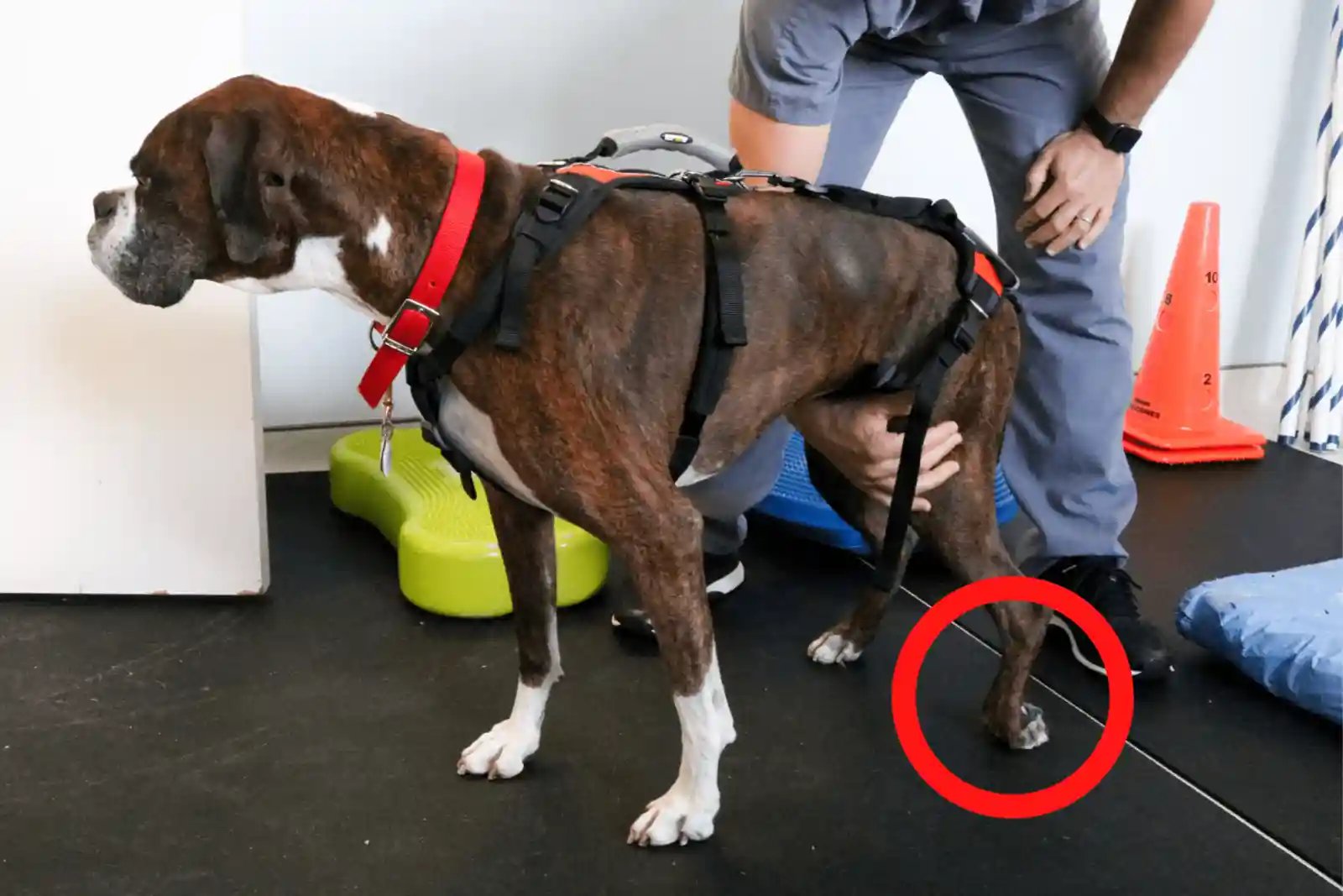 boxer with degenerative myelopathy displaying paw knuckling symptom